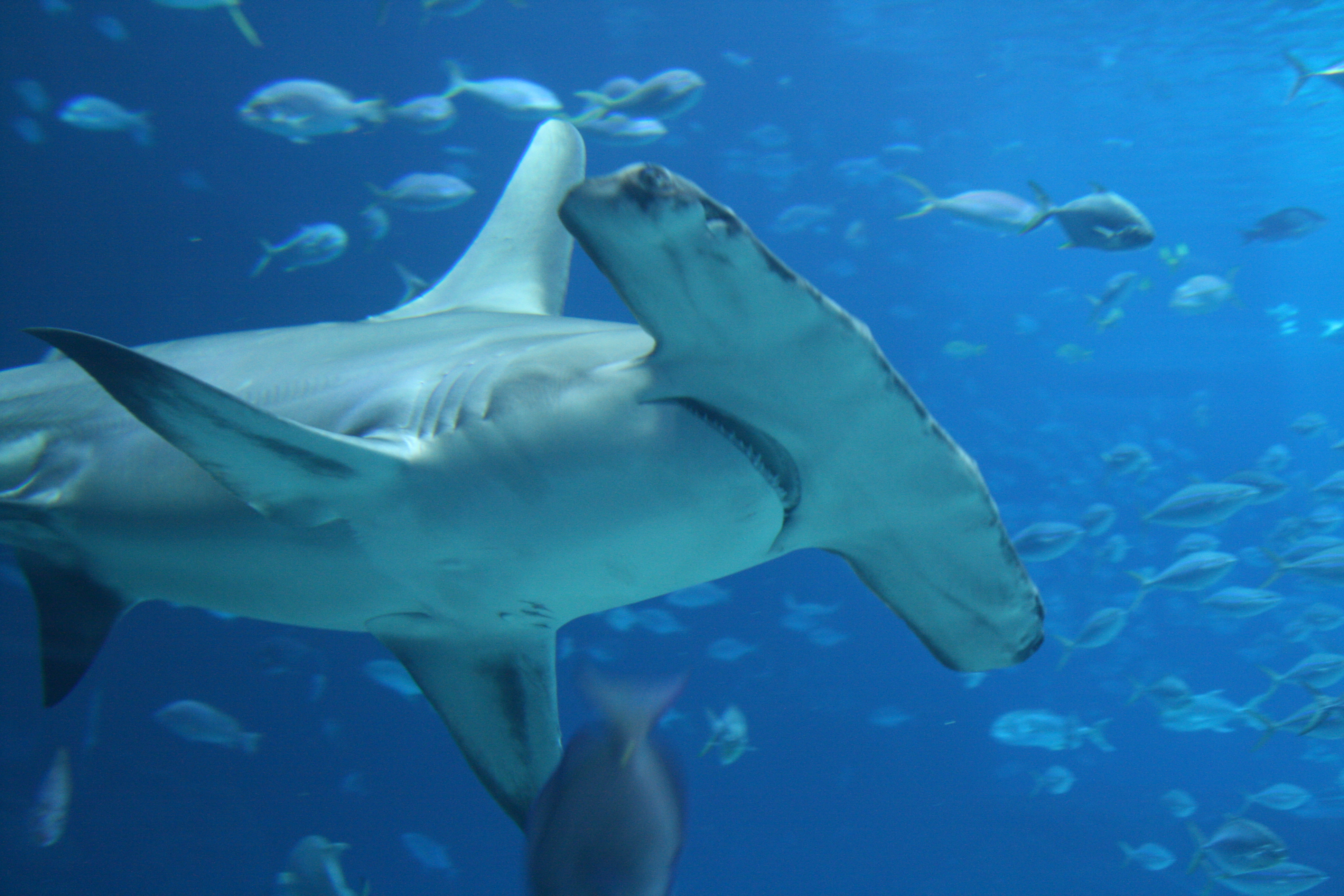 2015/04/marinesciencetoday-great-hammerhead-shark-is-found-in-palaus-eez-photo-credit