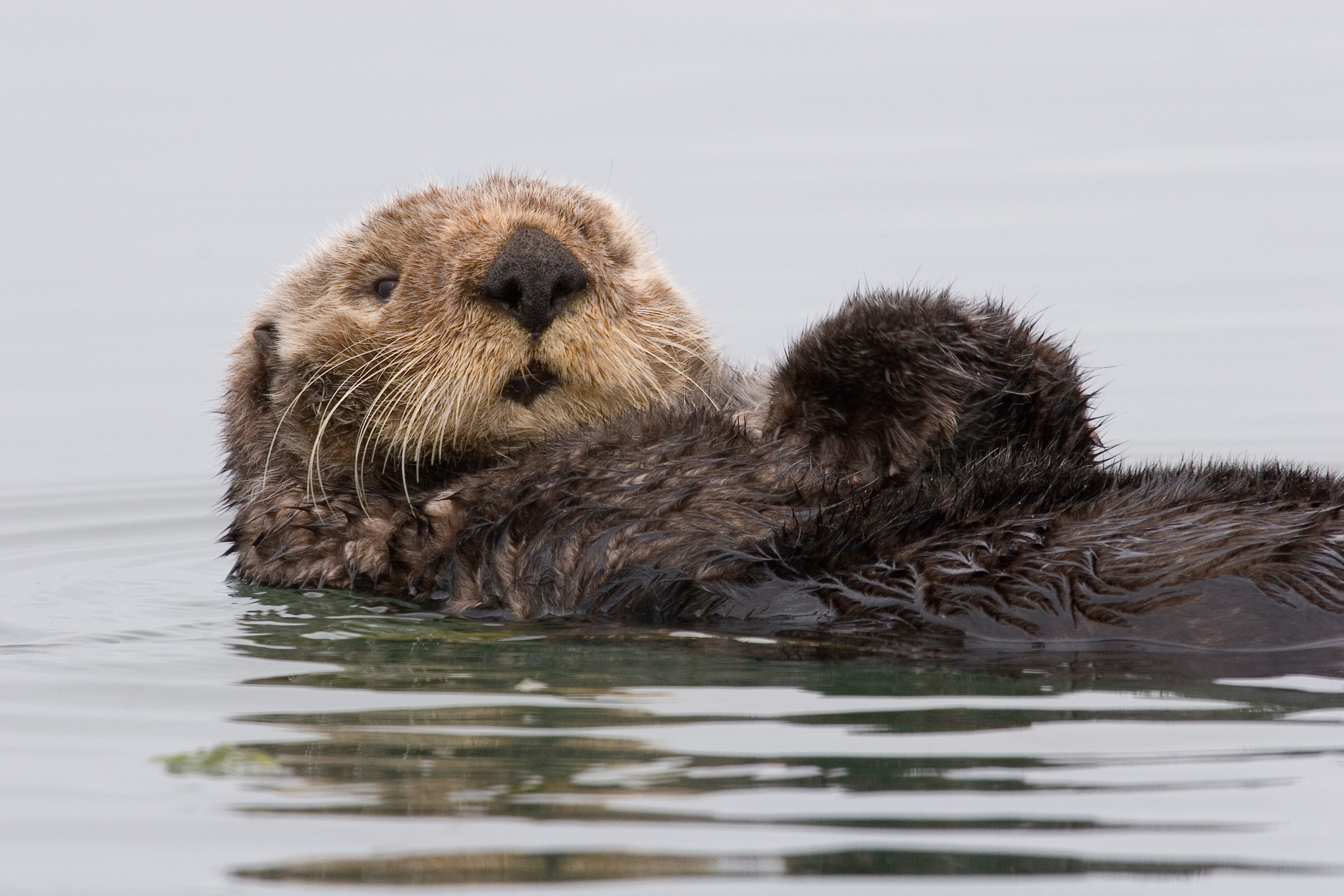 2015/04/sea-otter-morro-bay-13