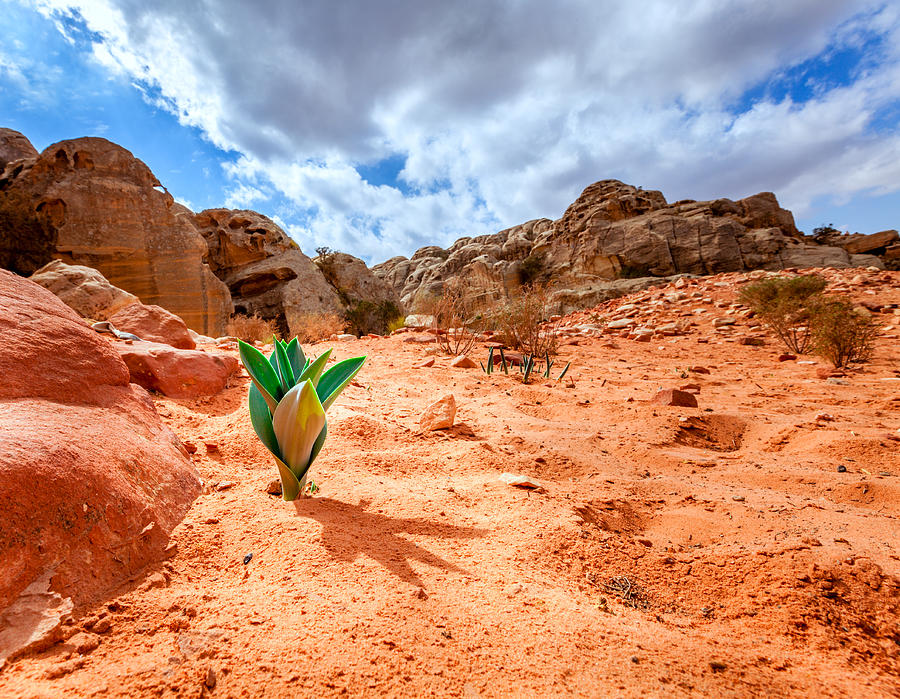 2022/02/life-in-the-desert-alexey-stiop