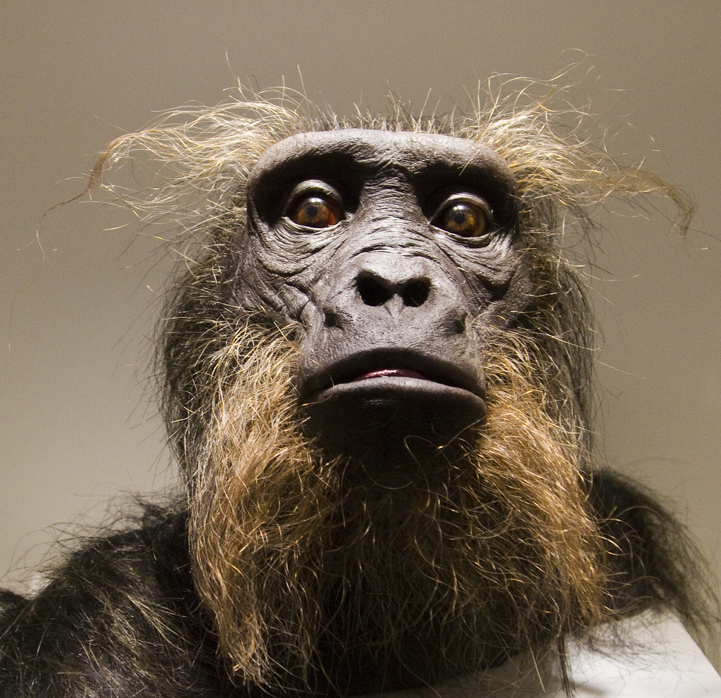 2022/03/1st-black-homonin-sahelanthropus-tchadensis-6-7-mill-yrs