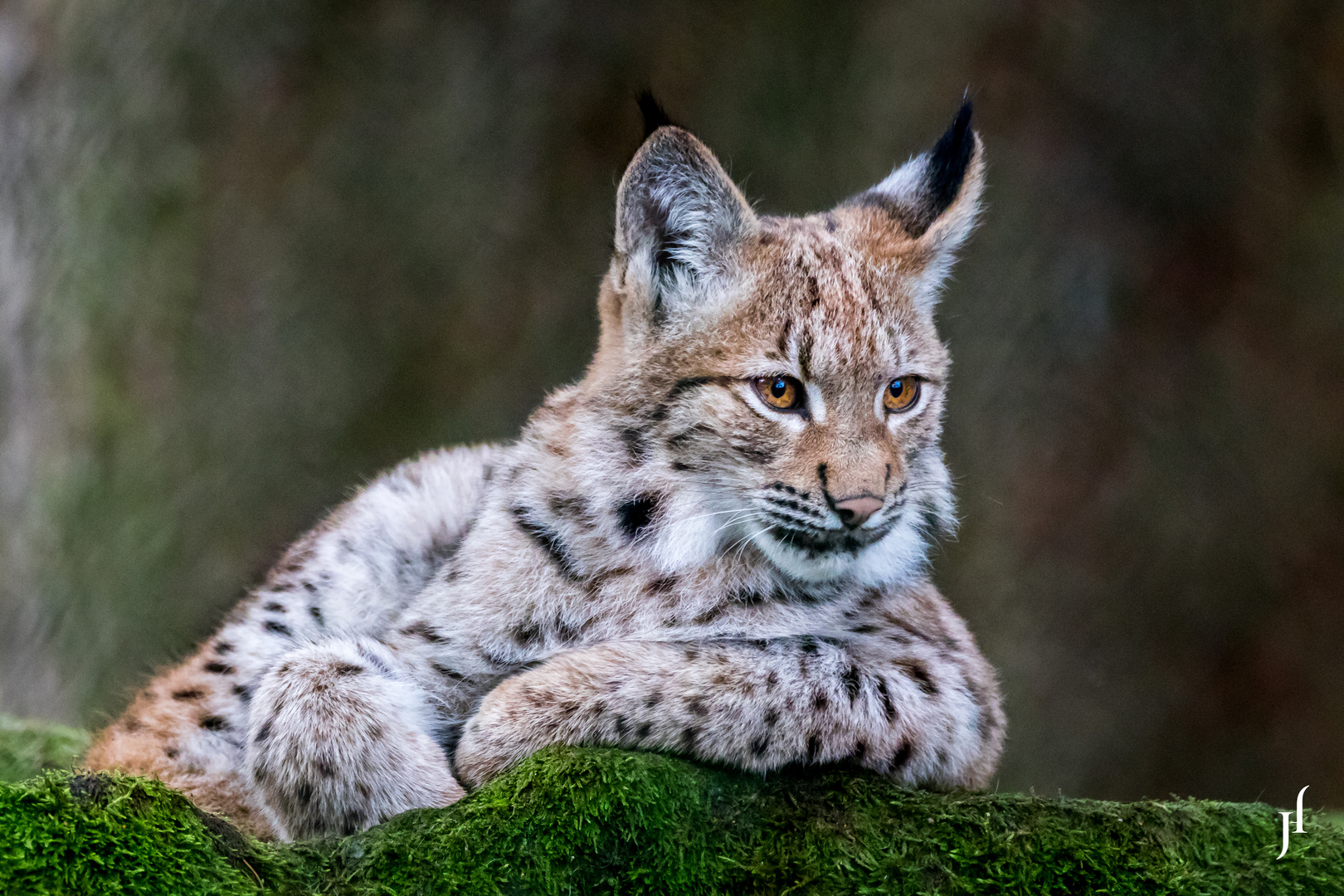 2022/03/junger-luchs-7254d5cb-31ee-4e0b-b6c4-f7d69185cf05