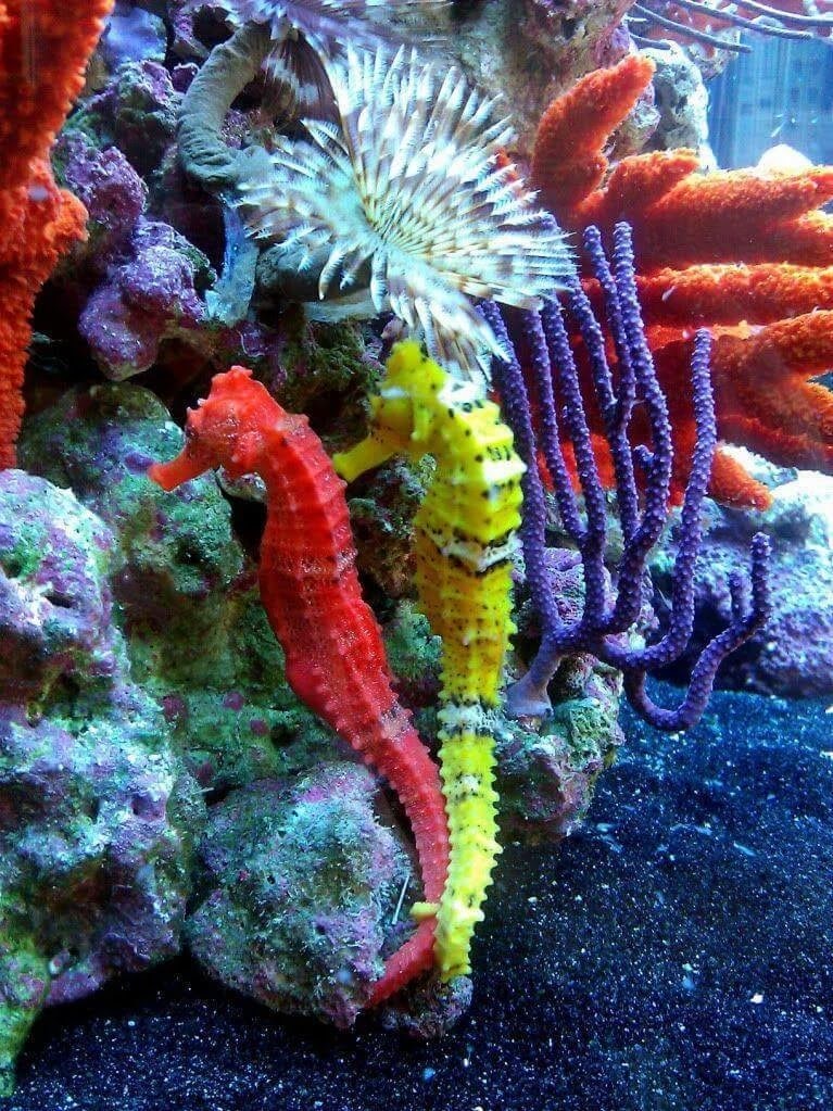 2022/03/seahorses-the-great-barrier-reef-2017