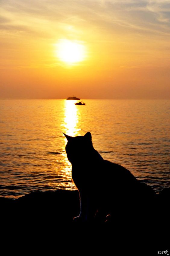 2022/04/cat-ocean-sunset