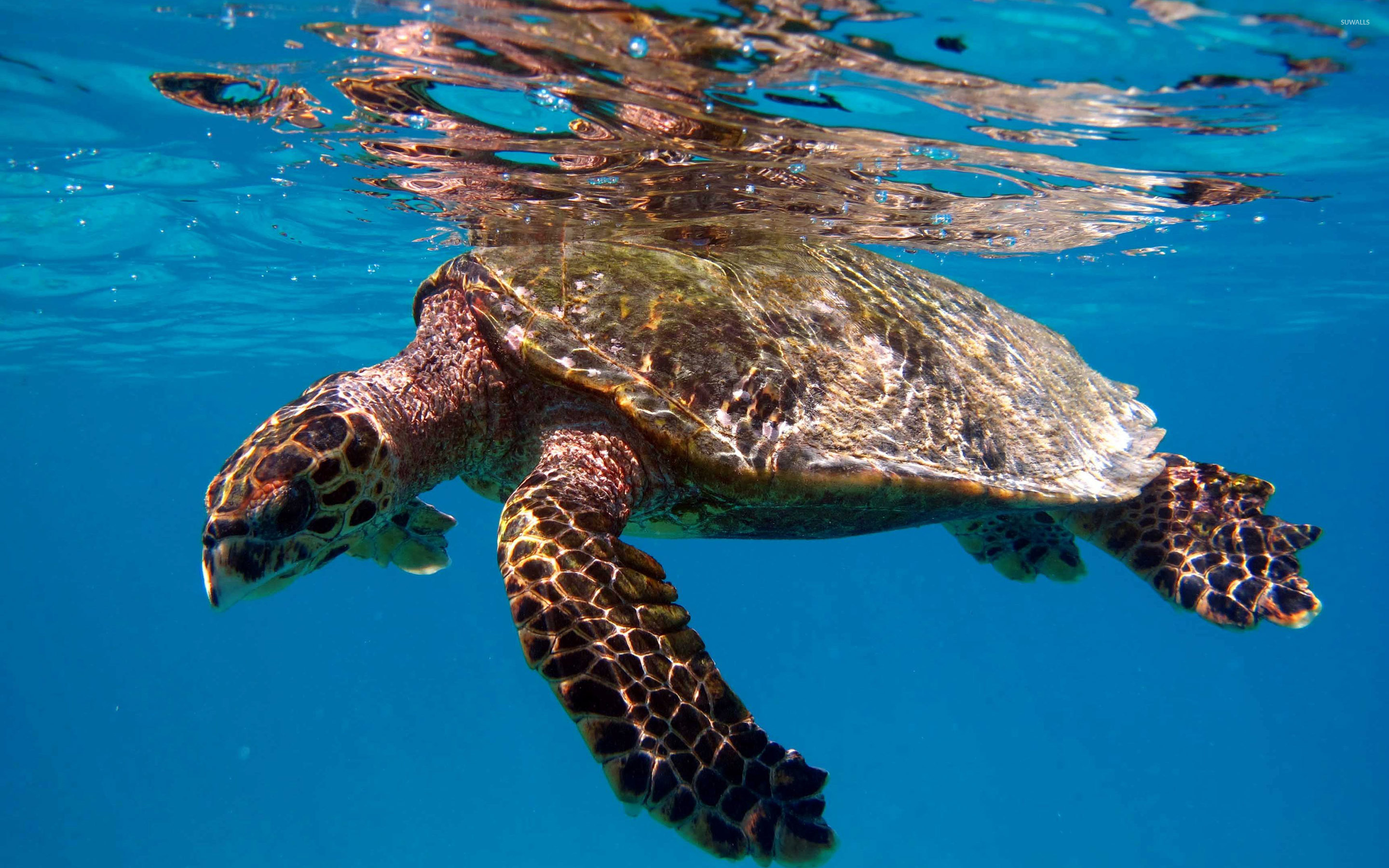 2022/04/turtle-swimming-in-the-clear-blue-water-50536-2880x1800