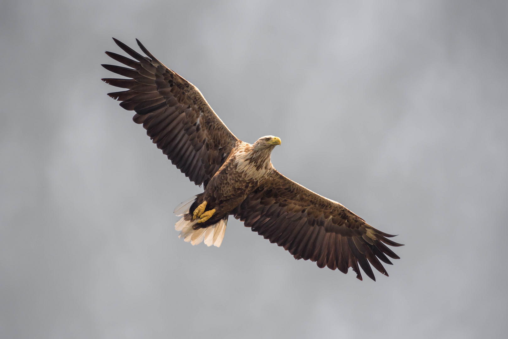 2022/07/seeadler-im-trollfjord-51970a25-f0cb-4882-bb7c-a7541e7d592e