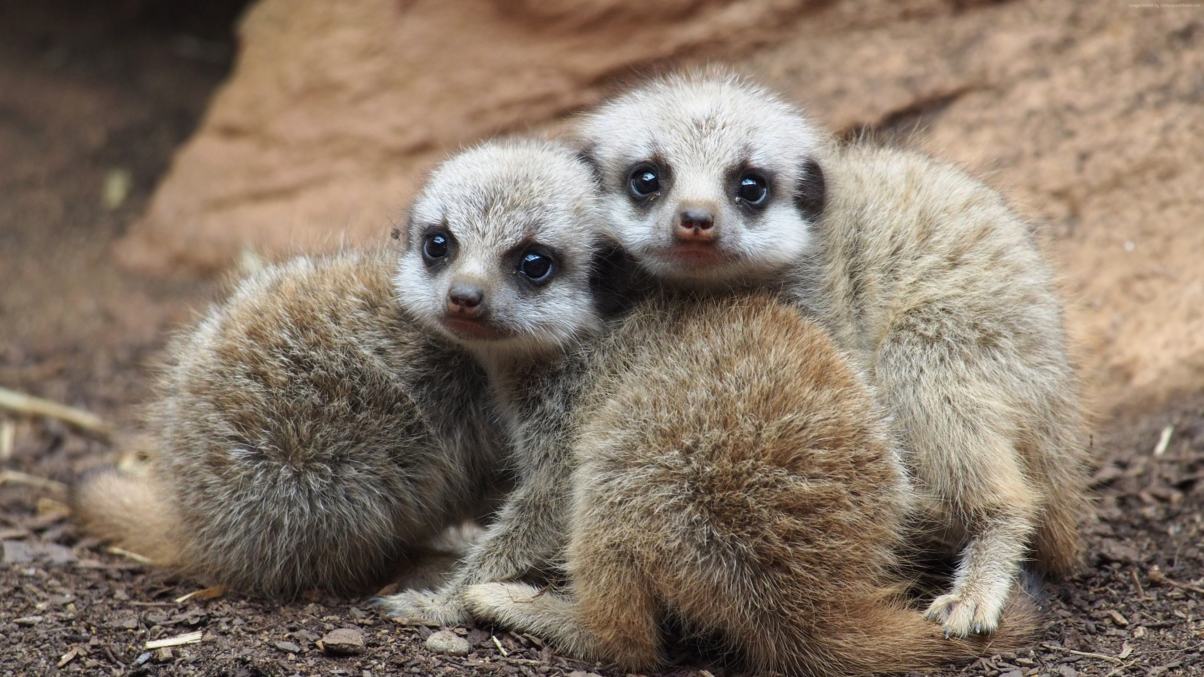 2022/08/wallpaper-20meerkat-20suricate-20namib-20desert-20namibia-20animal-20animals-20664947699