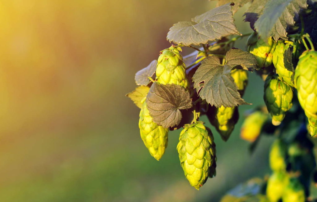 2022/09/hopfen-in-der-sonne-e1542811316822-1024x651