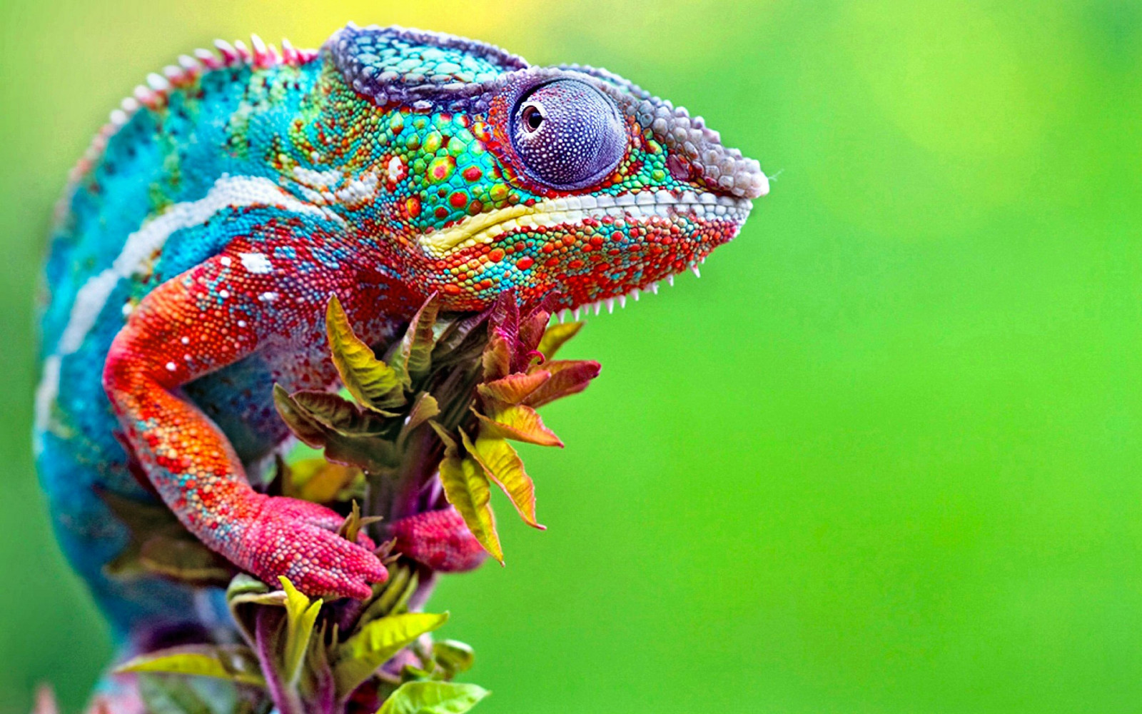 2022/10/chameleons-colorful-macro-animals-33242-jpg-d