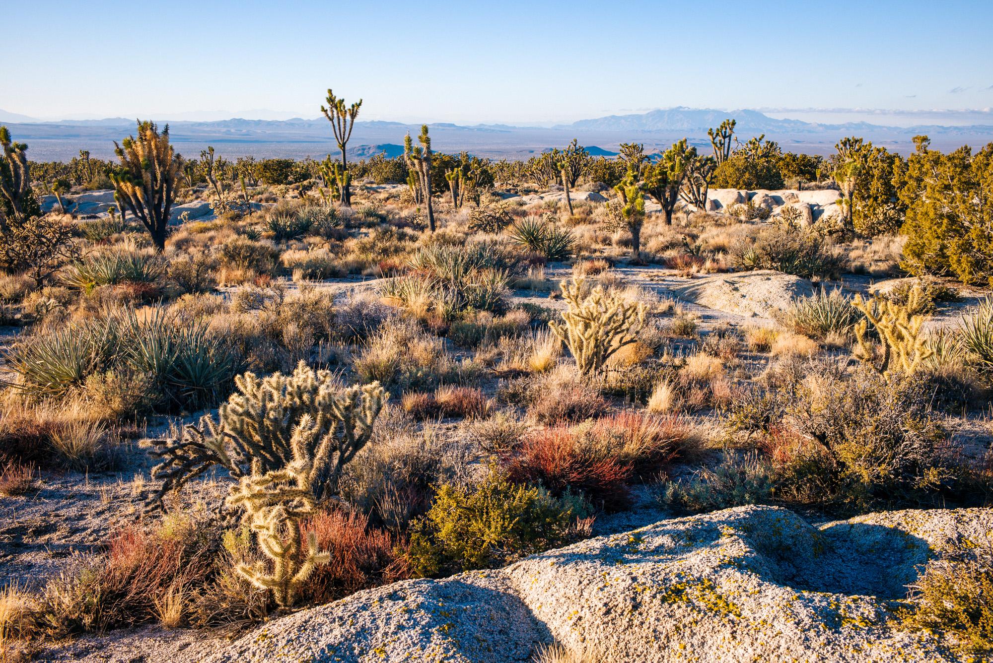 2022/10/exploring-the-eastern-mojave-61