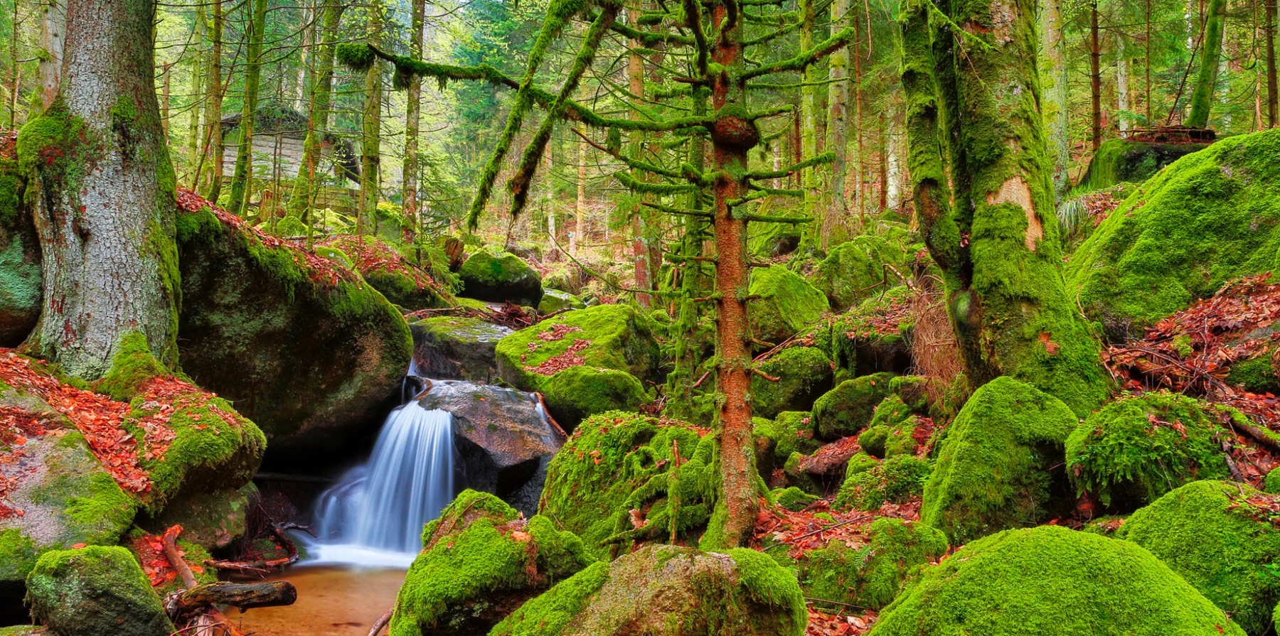 2022/12/image-thomas-herzog-schwarzwald-natur-landschaft-buehlertal-gruen-gertelbach-gertelbacher-wasserfaelle-moos-wild-urwald