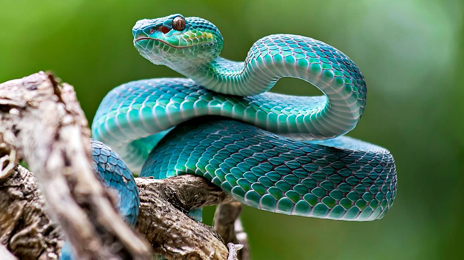 2023/07/blue-viper-venomous-poisonous-snake-venomous-snakes-ss-featured