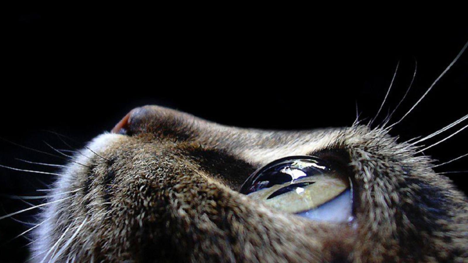 2023/08/animals-pictures-cat-eyes-macro-photography-2