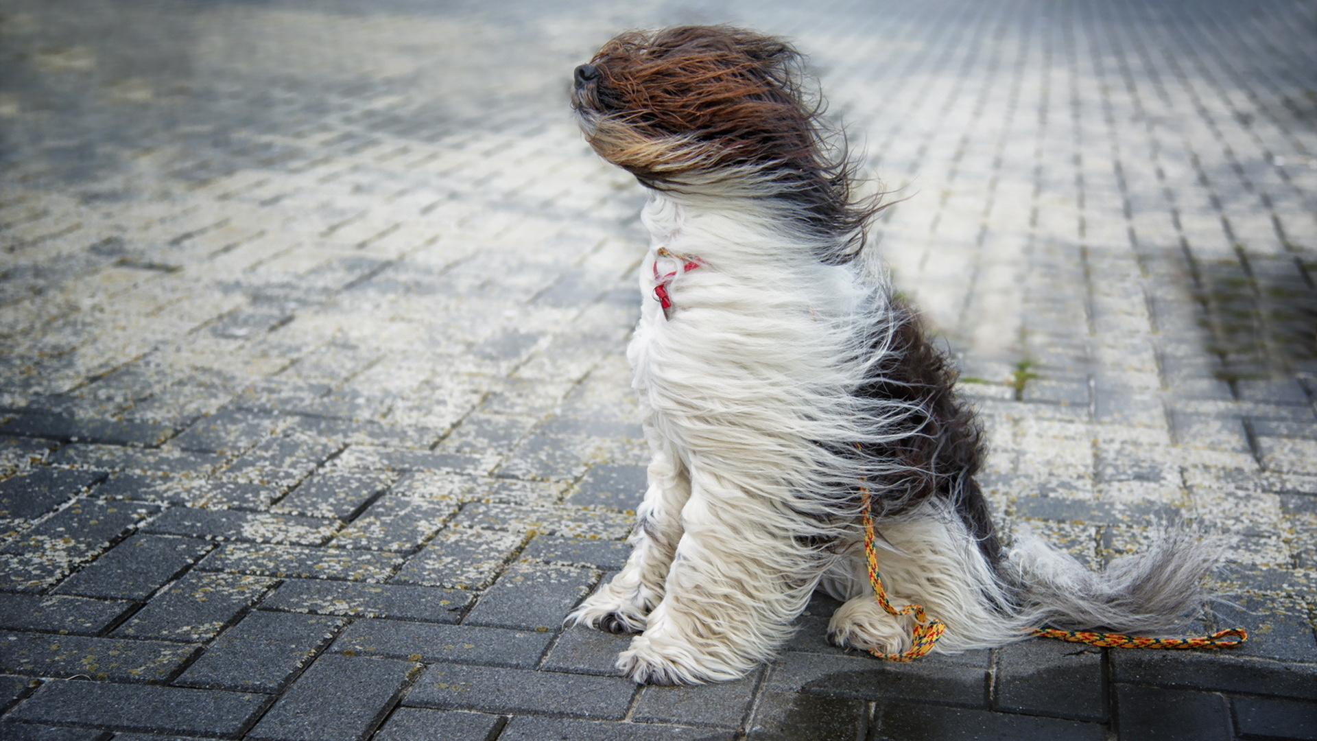 2023/08/dog-in-the-wind