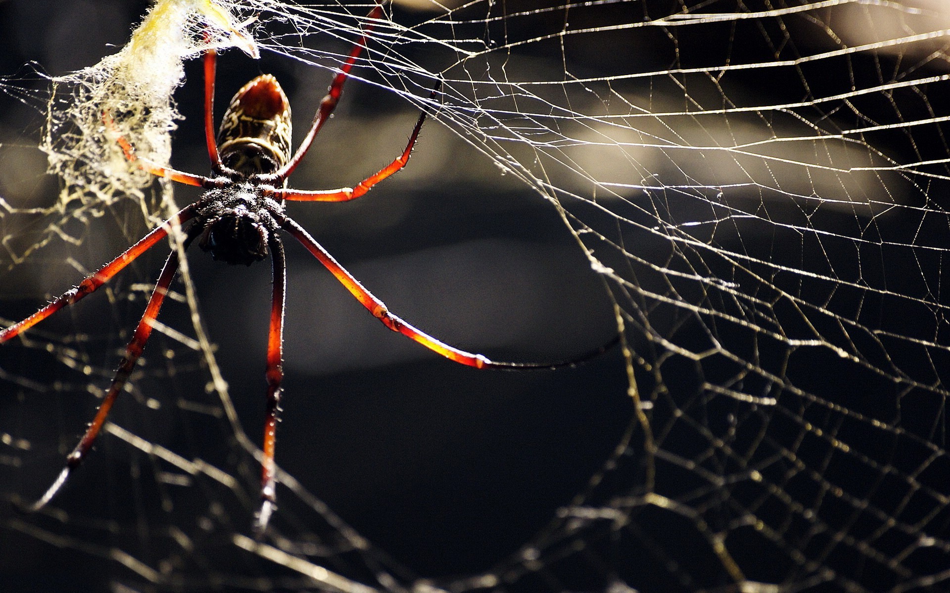 2023/10/312145-macro-animals-spider