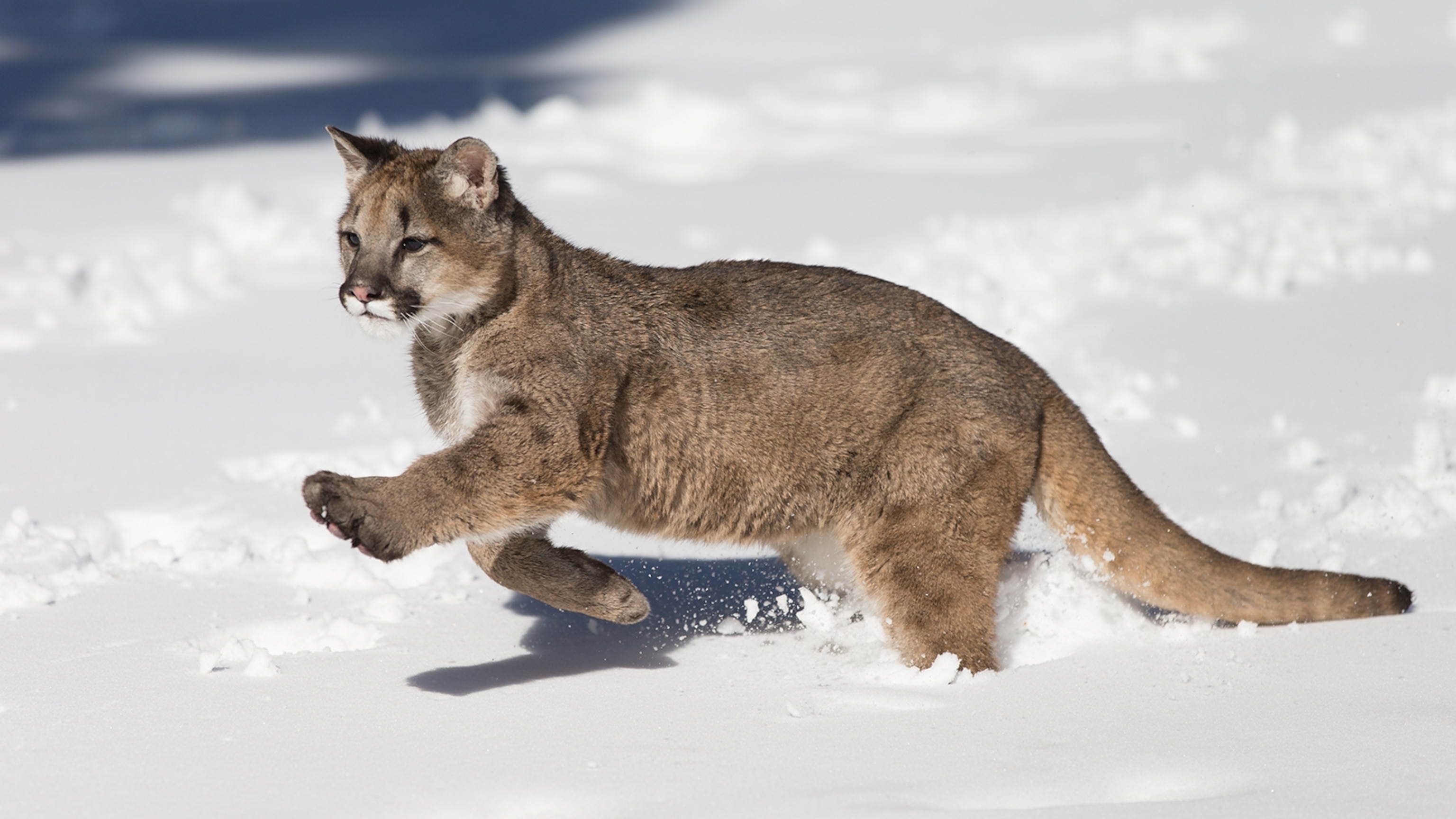 2023/11/mountain-lion-running-snow