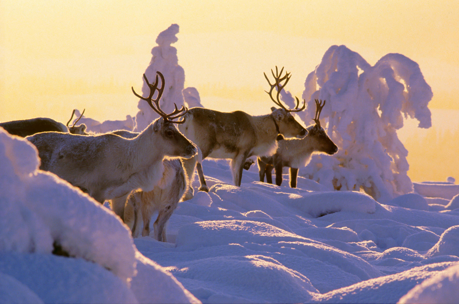 2024/02/1b9319ef-lapland-winter-reindeer-snowy-forest-arto-komulainen