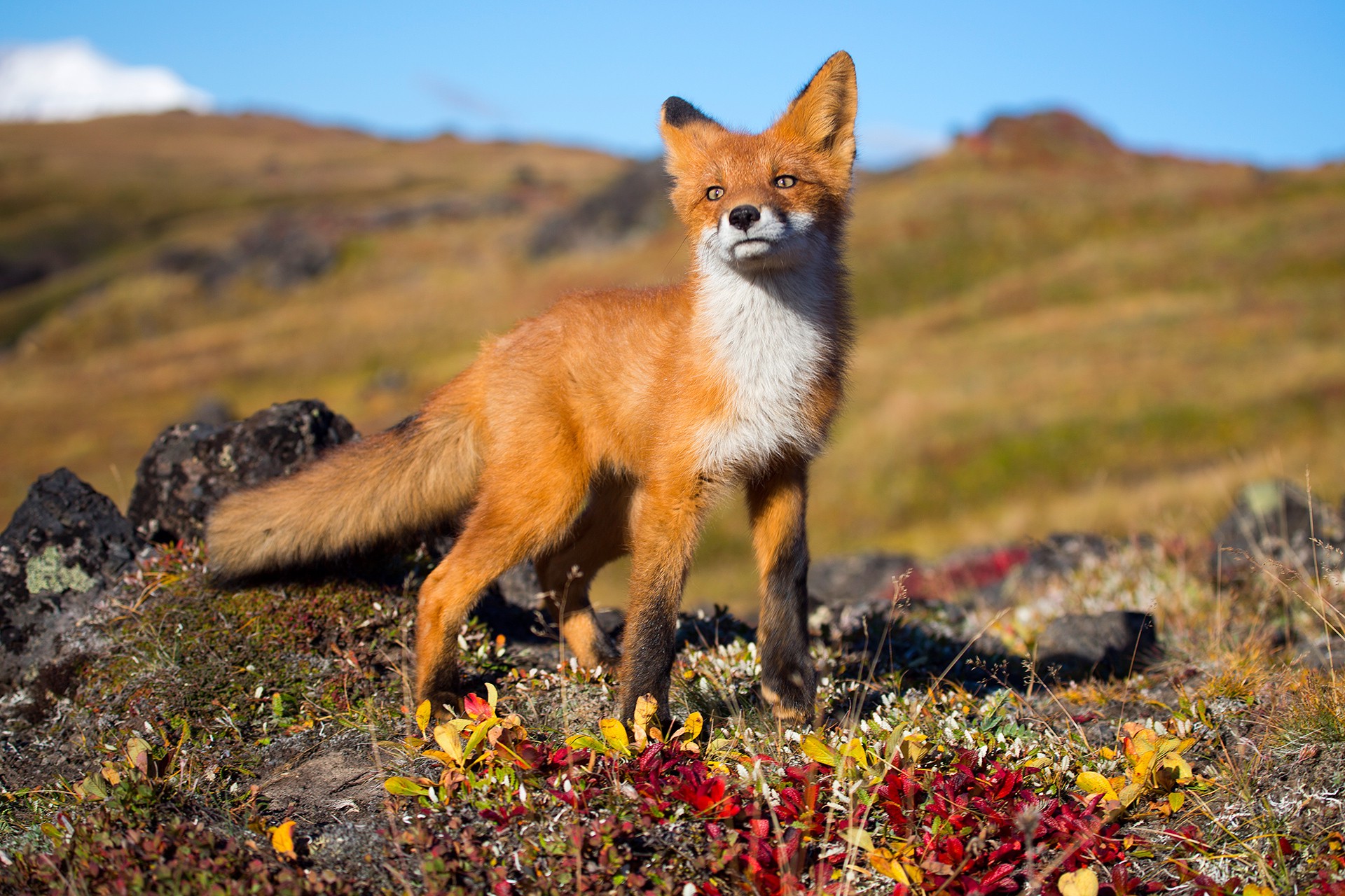 2024/03/185765-fox-animals-wildlife