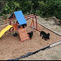 2009/05/002-bear