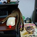 2009/05/78032071