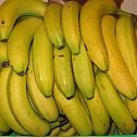2009/05/bioase-online-bananen