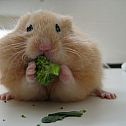 2009/05/curiousanimals-hamster-eating-broccoli