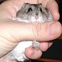 2009/05/fuerteventura-sym-hamster-2003