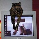 2009/05/funpics34-16-thumbnail