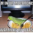 2009/05/in-your-macaroni