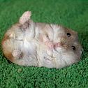 2009/05/petpress-cute-hamster