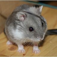 2009/05/meine-engelchen-keks