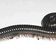 2009/05/tausenf-fcsser