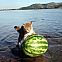 2009/05/melone