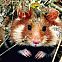 2009/05/tierregistrierung-hamster-10827496-onlinebild