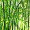 2009/06/bamboo-1024x768