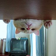 2009/09/katze-neugier