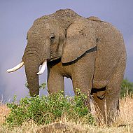 2009/09/spiegel-0-1020-1612568-00