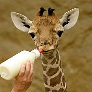 2009/10/strcdn-2009-kw-43-3-maxsize-735-490