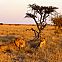 2009/10/strcdn-14-kalahari-maxsize-735-490