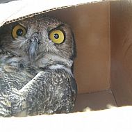 2009/11/1259275829001