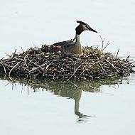 2009/11/stern-klimawandel-19-maxsize-735-490