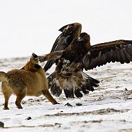 2009/12/spiegel-image-44281-galleryv9-nywo