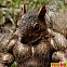 2010/02/funny-pictures-thats-one-big-squirrel-08b