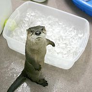 2010/09/1278113265002