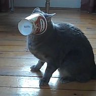 2010/09/1279139373001