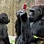 2010/09/1281521679-gorilla-ds-08-09-2010