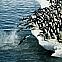 2010/09/photobucket-penguin-wallpapers-47-1600x1200