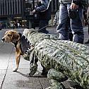 2010/10/animals-zone-dog-croc1