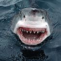 2010/10/yipes-great-white-shark-south-australia