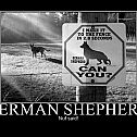 2011/01/634170975705878315-germanshepherd