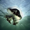 2011/01/mauve-stinger-jellyfish-edithburg-south-australia